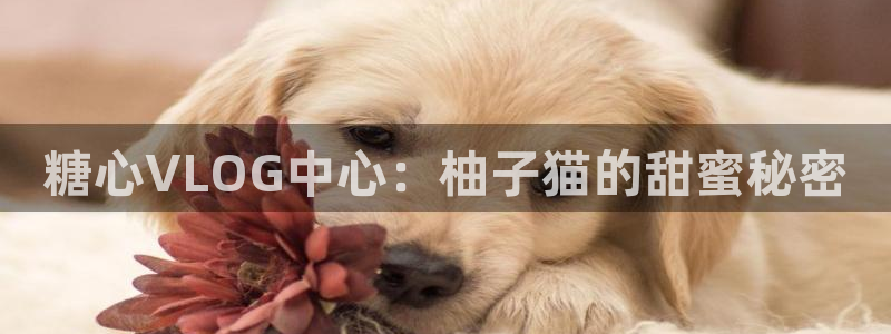 糖心vlog新晋:糖心VLOG中心:柚子